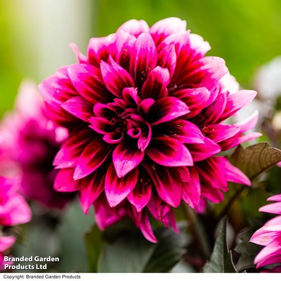 Dahlia coccinea 'Gardenetta Velvet Crush'
