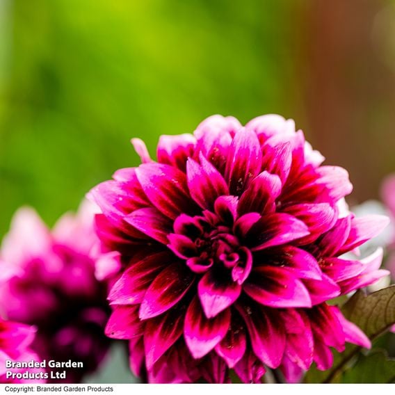 Dahlia coccinea 'Gardenetta Velvet Crush'