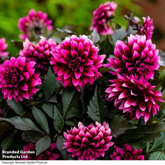 Dahlia coccinea 'Gardenetta Velvet Crush'