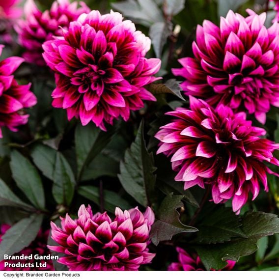 Dahlia coccinea 'Gardenetta Velvet Crush'