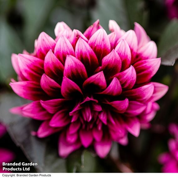 Dahlia coccinea 'Gardenetta Velvet Crush'