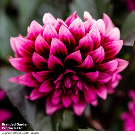 Dahlia coccinea 'Gardenetta Velvet Crush'