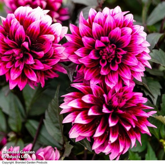 Dahlia coccinea 'Gardenetta Velvet Crush'