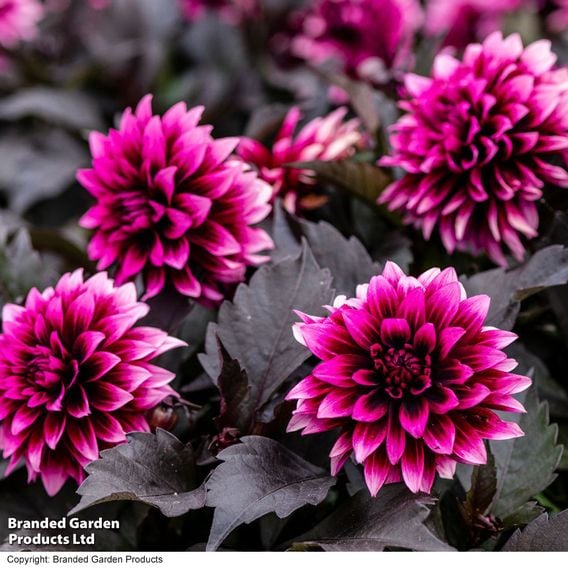 Dahlia coccinea 'Gardenetta Velvet Crush'