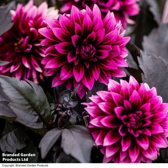 Dahlia coccinea 'Gardenetta Velvet Crush'