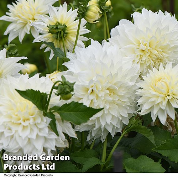 Dahlia Dinner Plate 'White Perfection'