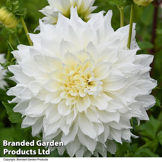 Dahlia Dinner Plate 'White Perfection'