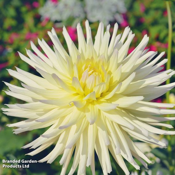 Dahlia Cactus Duo