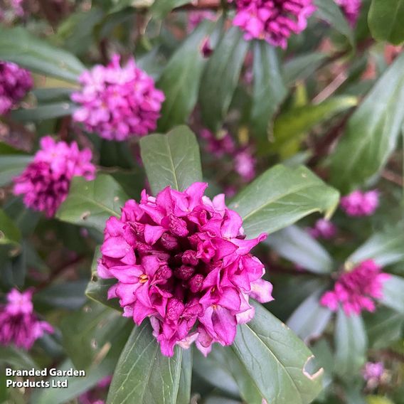 Daphne bholua 'Mary Rose'
