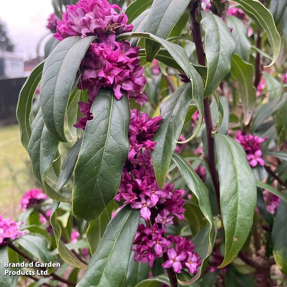 Daphne bholua 'Mary Rose'