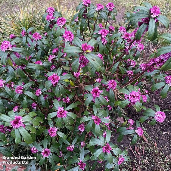 Daphne bholua 'Mary Rose'