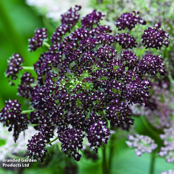 Flowering Carrot 'Dara' - Predator Seeds