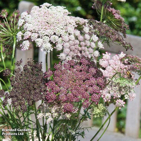 Flowering Carrot 'Dara' - Predator Seeds