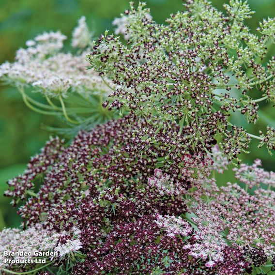 Flowering Carrot 'Dara' - Predator Seeds