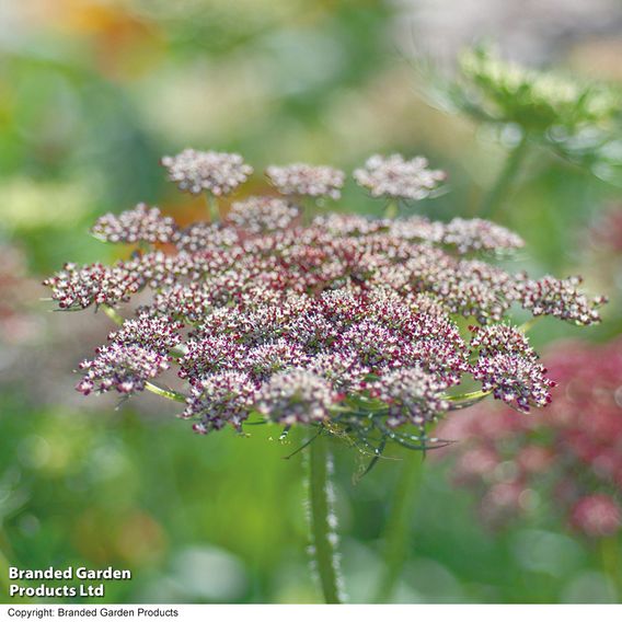 Flowering Carrot 'Dara' - Predator Seeds