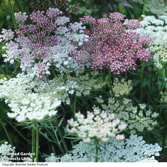 Flowering Carrot 'Dara' - Predator Seeds