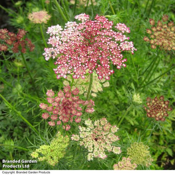 Flowering Carrot 'Dara' - Predator Seeds
