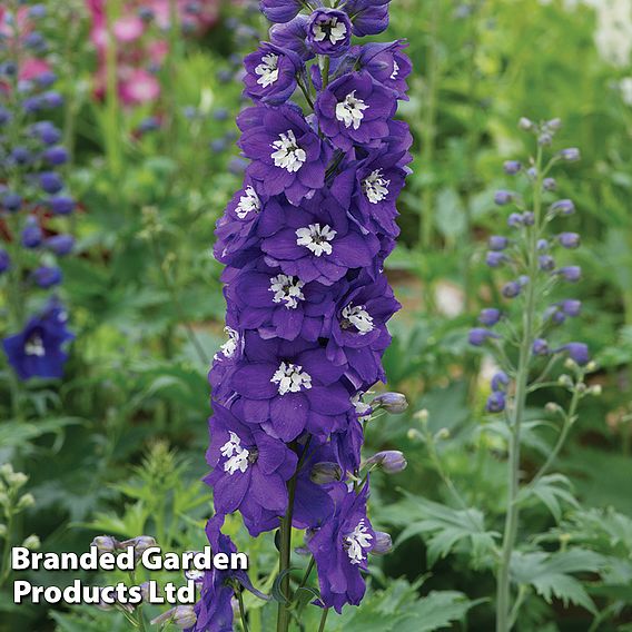 Delphinium Magic Fountains 'White Dark Bee'