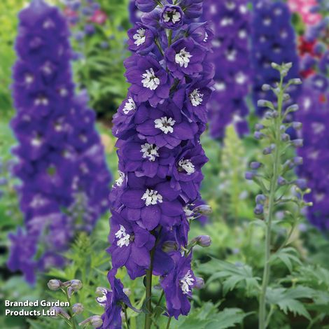 Perfect Perennial Collection