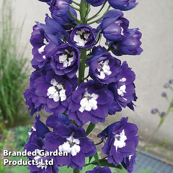 Delphinium 'Dark Blue & White Bee'