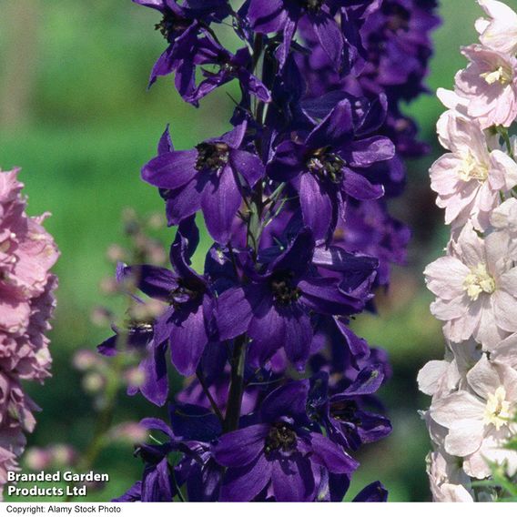 Delphinium Pacific Giants Birds & Bees Collection