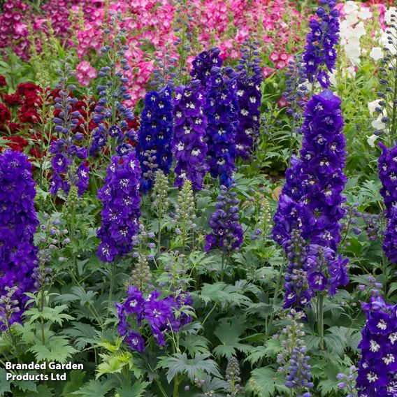 Perfect Perennial Collection