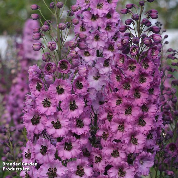 Delphinium 'Millennium Dusky Maidens'
