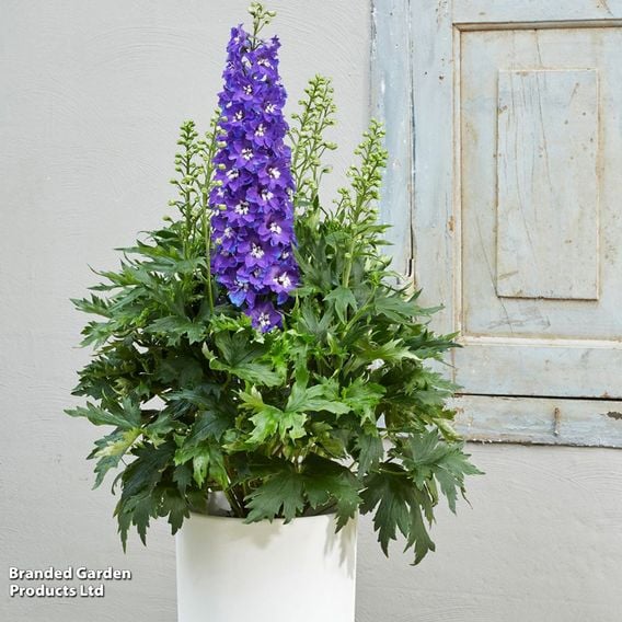 Delphinium 'Delgenius Glitzy'
