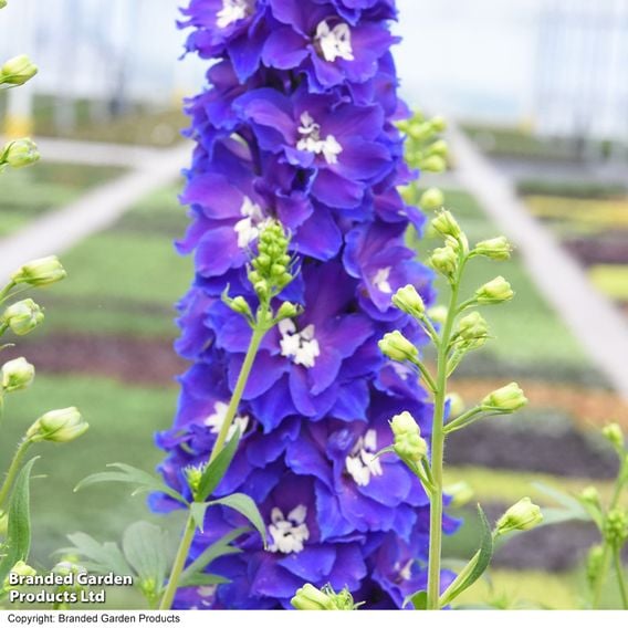 Delphinium 'Delgenius Glitzy'