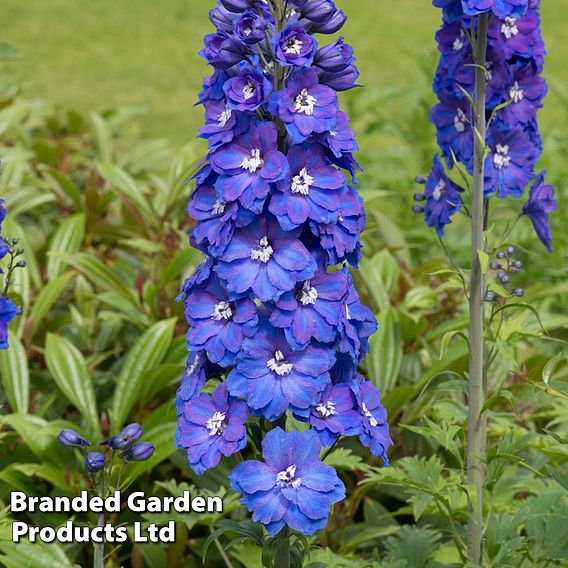 Delphinium Guardian Blue