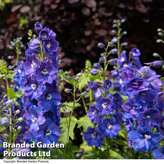 Delphinium Guardian Blue