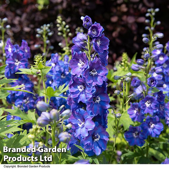 Delphinium Guardian Blue