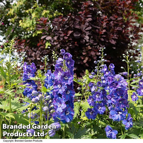 Delphinium Guardian Blue