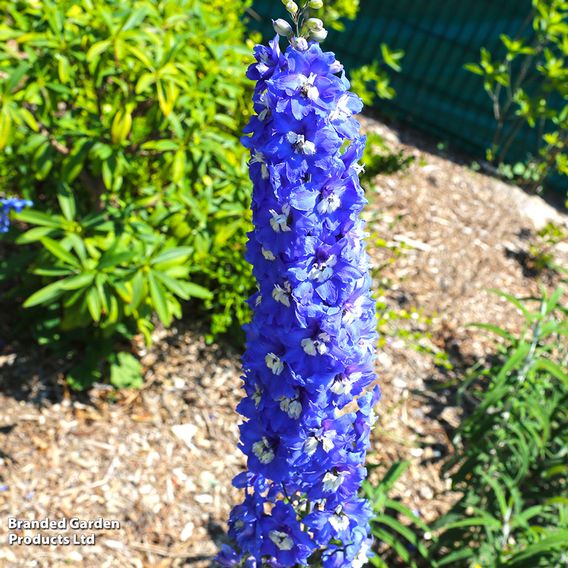 Delphinium Pacific Giants Birds & Bees Collection