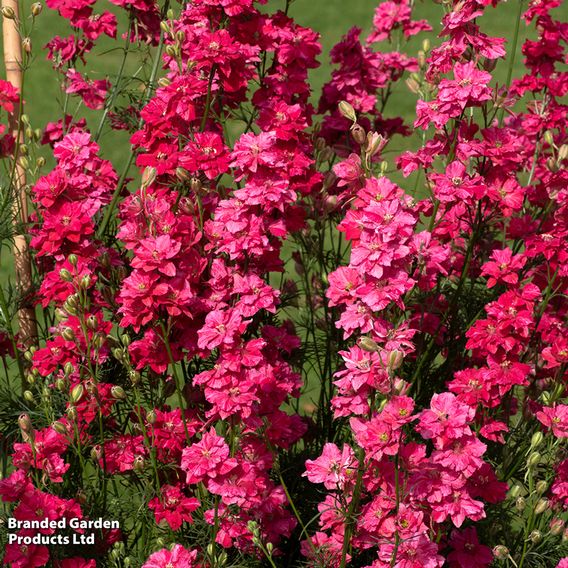 Sunset Perennial Collection