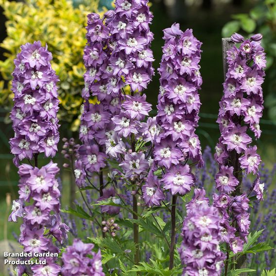 Delphinium Pacific Giants Birds & Bees Collection