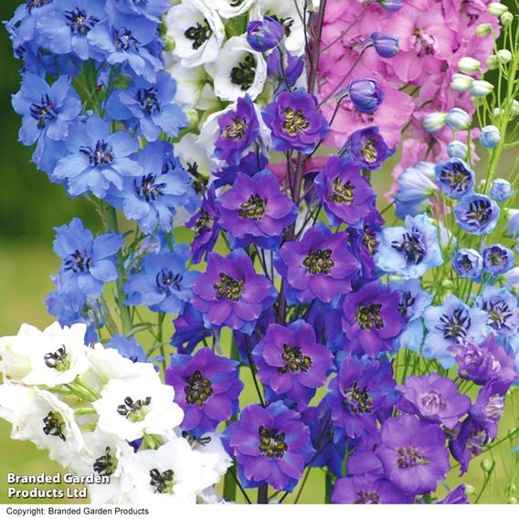 Delphinium 'Magic Fountains Mix'