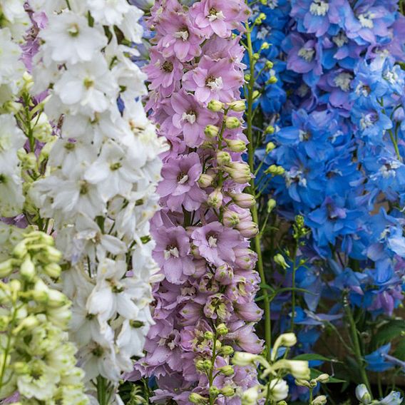 Delphinium 'Mixed'