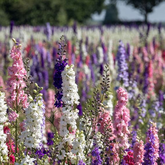 Delphinium 'Mixed'