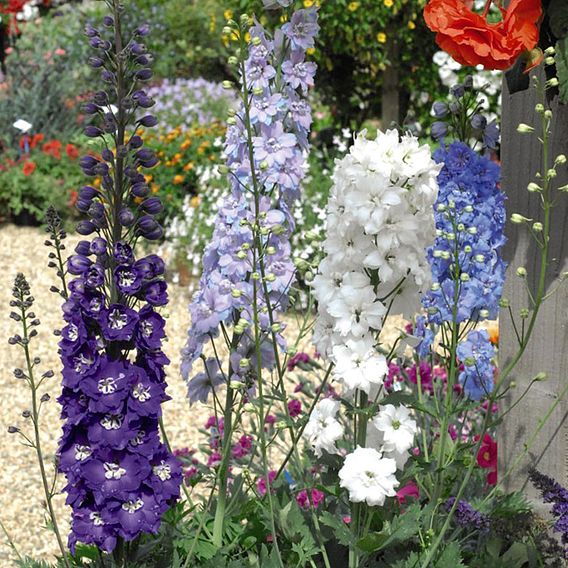 Delphinium 'Mixed'