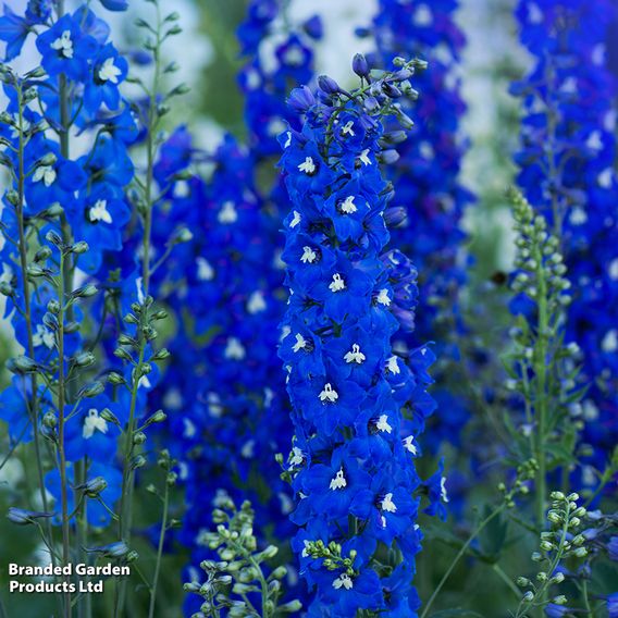 Delphinium Pacific Giants Birds & Bees Collection