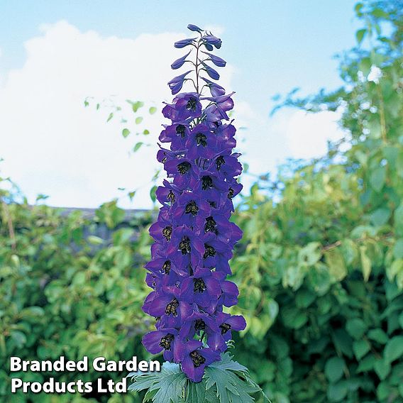 Delphinium 'Black Knight'