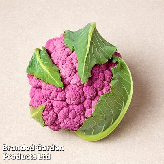 Cauliflower 'Depurple'