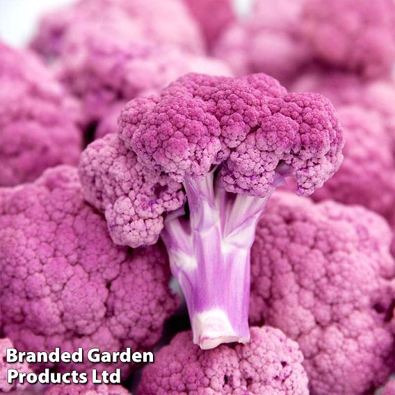 Cauliflower 'Depurple'