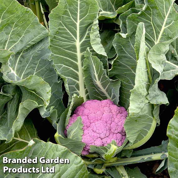 Cauliflower 'Depurple'