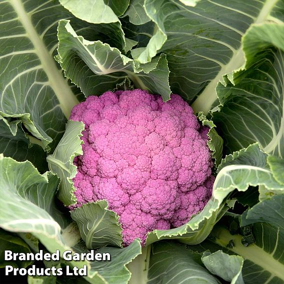 Cauliflower 'Depurple'