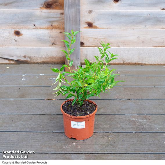 Deutzia gracilis (Hedging)