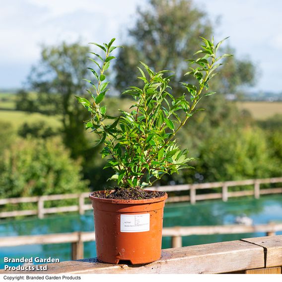 Deutzia gracilis (Hedging)