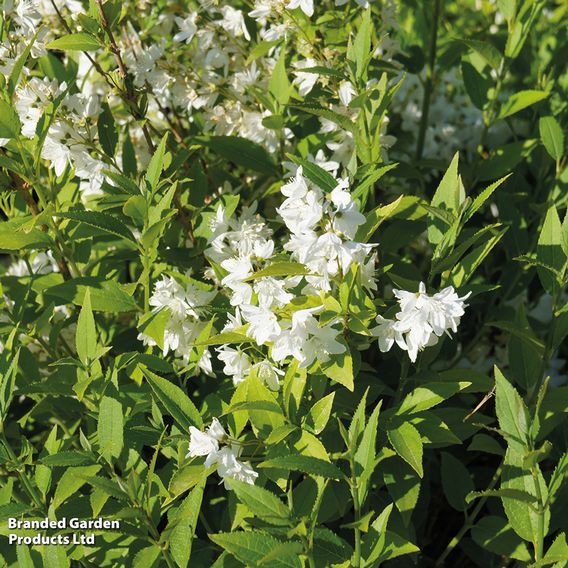 Deutzia gracilis (Hedging)