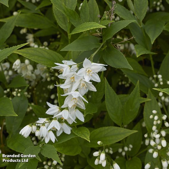 Deutzia gracilis (Hedging)
